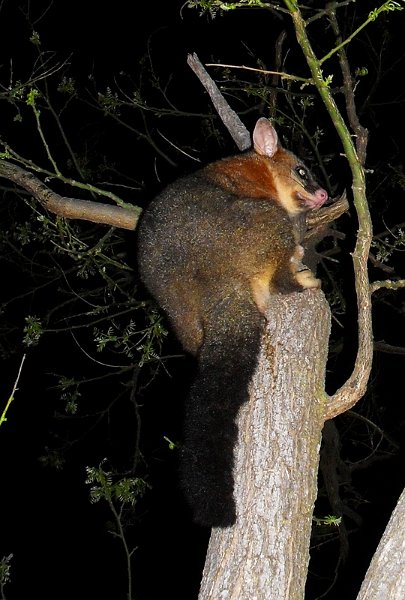 possum 2.jpg -  